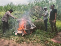 Beredarnya Pemberitaan Tentang Adanya Tempat Arena Sabung Ayam di Jatikalang,Polisi Langsung Terjun Kelokasi